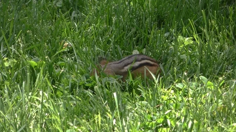Chipmunk01 Stock Footage 109305696