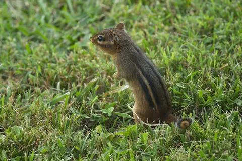Chipmunk2 Stock Photos