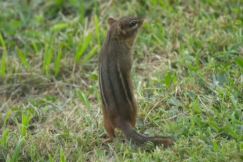 Chipmunk3 Stock Photos