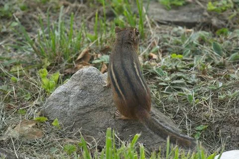 Chipmunk4 Stock Photos