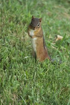 Chipmunk5 Stock Photos