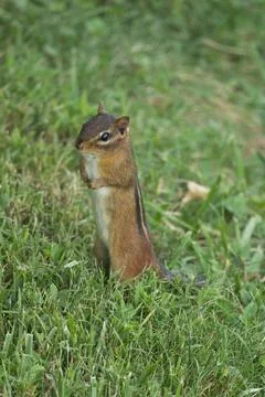 Chipmunk6 Stock Photos