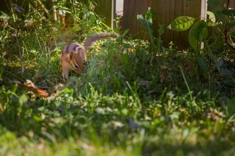 ChipmunkEating Foto stock