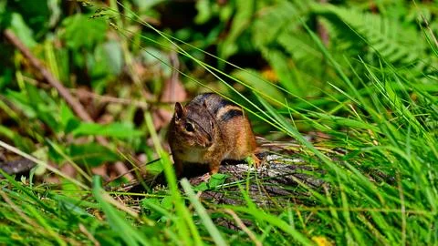ChipmunkForaging Stock Photos