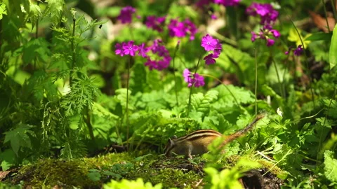 Chipmunks and Red Squirrels Video stock 332406300