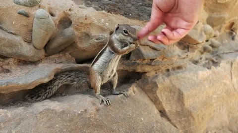 Chipmunks being fed by hand Vídeo Stock 211389937