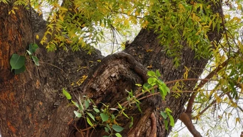 Chipmunks climbing a green tree Stock Footage 333571722