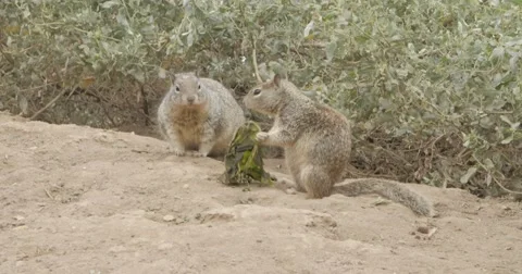 Chipmunks eating and running Stock Footage 51685155