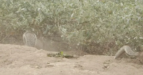 Chipmunks eating and running Stock Footage 51685173