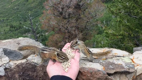 Chipmunks eating out of a person's hand on a rock wall Video stock 122017204