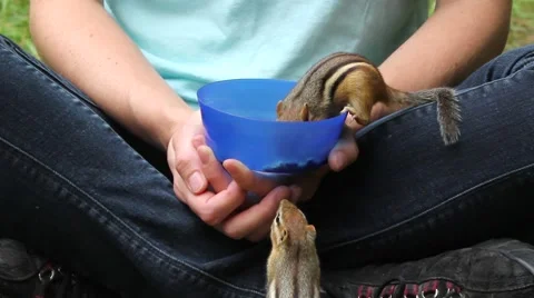 Chipmunks eating out of person's lap, one chipmunk scares off the other. Stock Footage 63149555