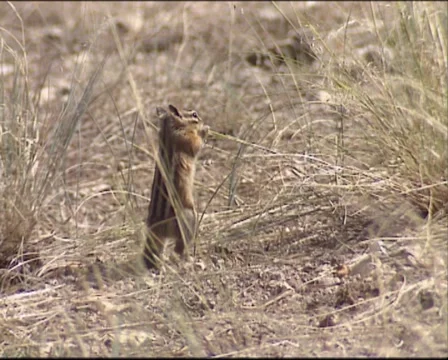 Chipmunks feeding on grass seeds Vidéo 41453487