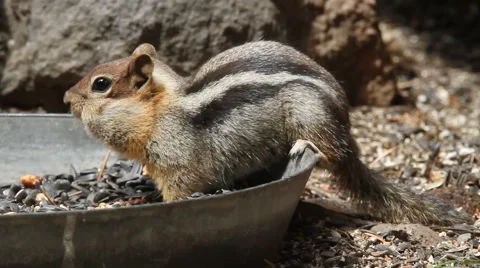 chipmunks at Klamath Forest, Oregon Stock Footage 64304849