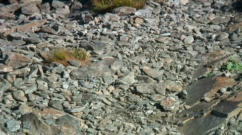 Chipmunk's nuts Stock Footage 305225