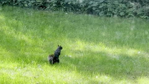 Chipmunks or small squirrel in garden Stock Footage 262604046