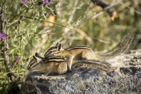 Chipmunks playing on a rock. Stock Photos
