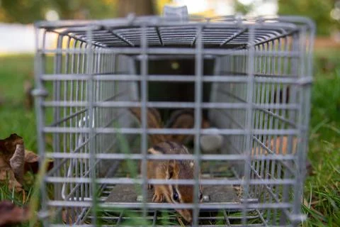 Chipmunks in a Trap Closeup Stock Photos