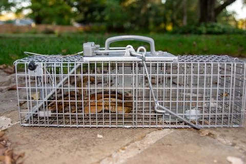 Chipmunks in a Trap Stock Photos