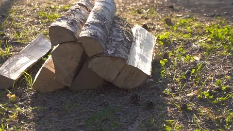 Chipped birch logs in the forest at sunset Video stock 91001728
