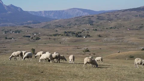 Chipped sheep graze in meadows and fields in the highlands Stock Footage 123060106