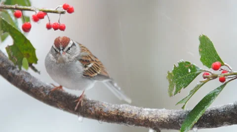 Chipping Sparrow Blizzard Video stock 35108614