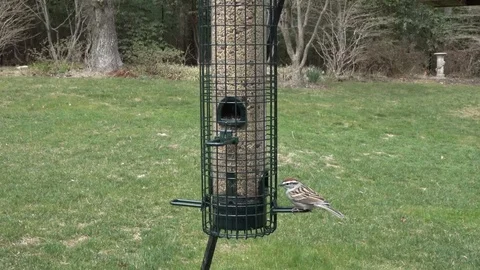 Chipping Sparrow at East Hampton using a feeder squirrel proof Stock Footage 106535352