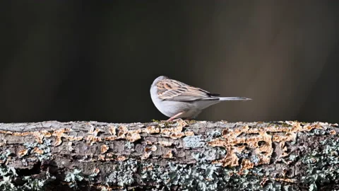 A Chipping Sparrow feeding on a dead log Stock Footage 238916978
