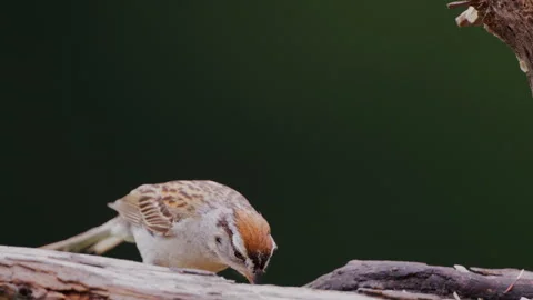Chipping Sparrow feeding on a fallen Cedar branch in summer woods Stock Footage 313129121