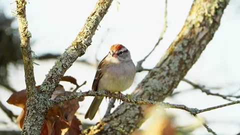 Chipping Sparrow Fidgeting in Oak Tree - Hopping, Then Flight Video stock 306877890