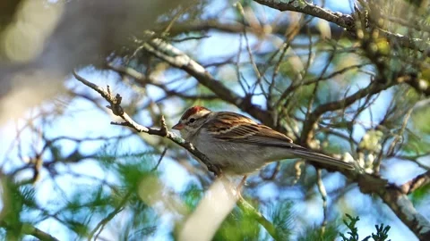 Chipping Sparrow Fidgeting in Oak Tree - Hopping, Then Flight Stock-Footage 306878114