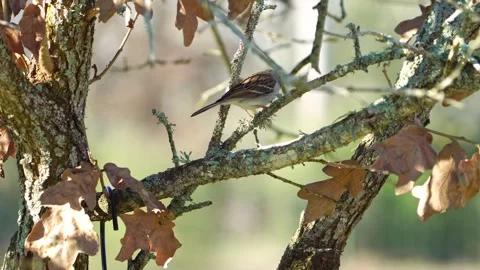 Chipping Sparrow Fidgeting in Oak Tree - Hopping, Then Flight Stock-Footage 306925146