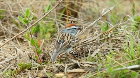 Chipping Sparrow Stock Footage 10867445