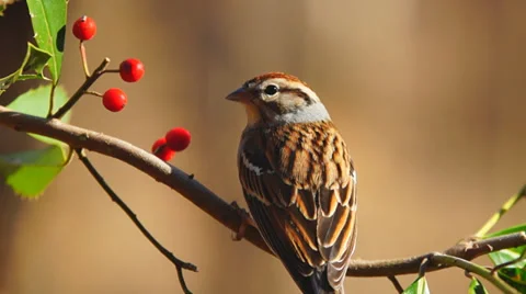 Chipping Sparrow Видео 34628587