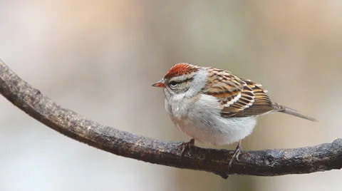 Chipping Sparrow Stock Footage 35063923