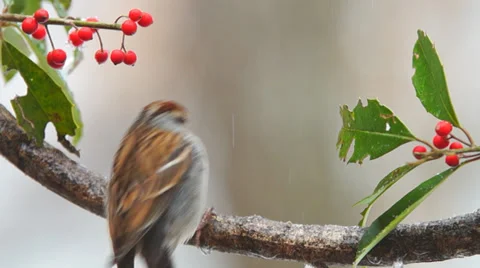 Chipping Sparrow Stock Footage 35223130