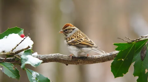 Chipping Sparrow Stock Footage 59538324