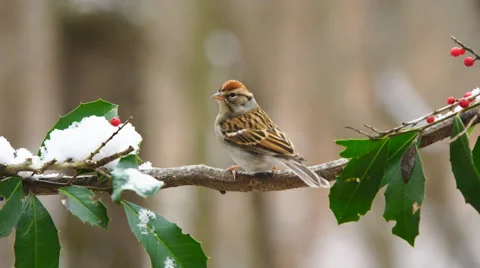 Chipping Sparrow Stock Footage 59539102