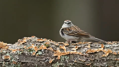 Chipping Sparrow on a log Stock Footage 238925433