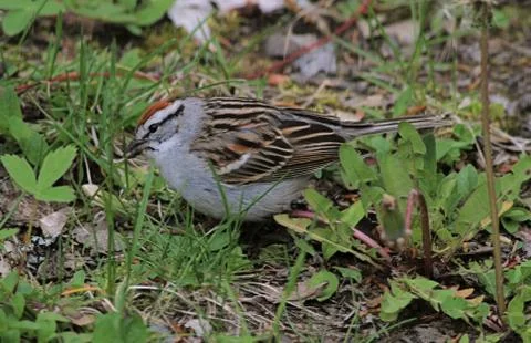 Chipping sparrow Stock Photos