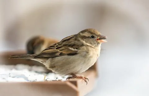 Chipping sparrow Foto stock