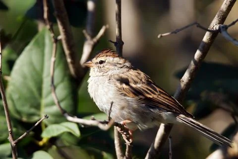 Chipping sparrow Stock Photos