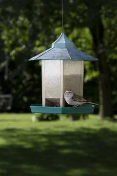 Chipping Sparrow Stock-Fotos