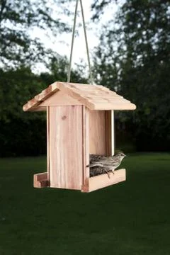 Chipping Sparrow Stockfoto's