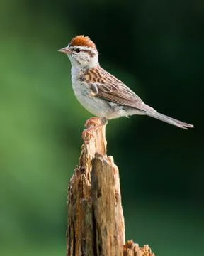 Chipping Sparrow Stock Photos