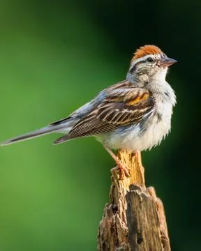 Chipping Sparrow Stock Photos
