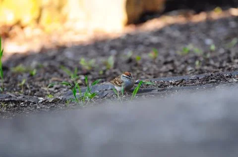 Chipping Sparrow Fotos de archivo