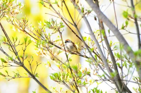 Chipping Sparrow Fotos de archivo