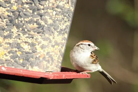 Chipping Sparrow Stock Photos