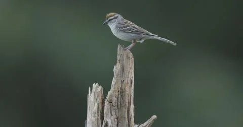 Chipping Sparrow Stock Photos