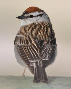 Chipping Sparrow Stock Photos